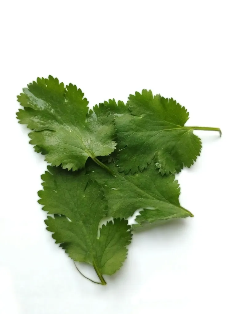 unsplash_fCn8XzqyyNo_Coriander Leaves .webp