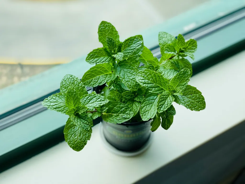 unsplash_IytUViSv3GQ_mint .webp