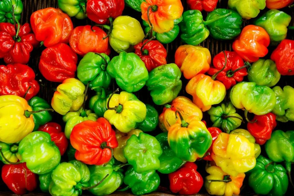 Capsicum (ক্যাপসিকাম) / 250g (±12 gm)