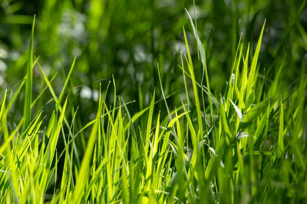 Lemongrass Stalk (লেমনগ্রাস)/ 250g (±12 gm)
