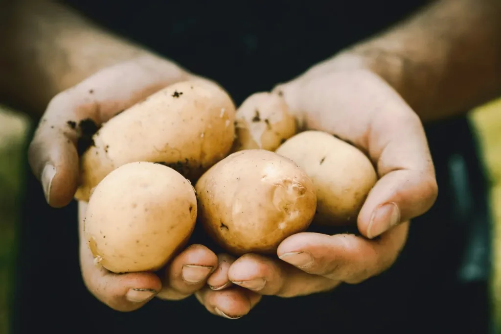 Potato Regular (± 50 gm) (1 kg)