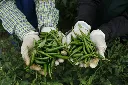 Green Chilli (Kacha Morich) ±12 gm