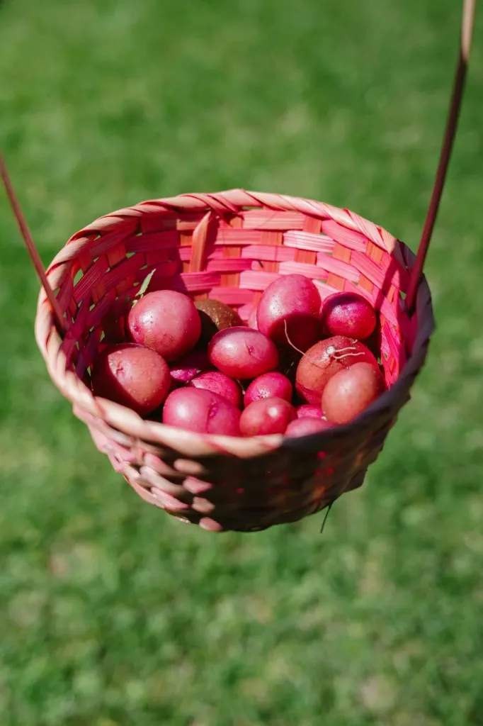 Red Potato (Cardinal) ±50 gm (5 kg)