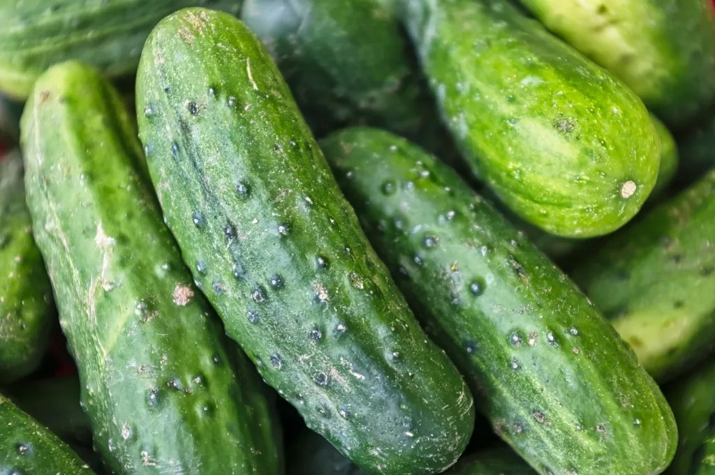 Local Cucumber (Deshi Shosha) ±25 gm