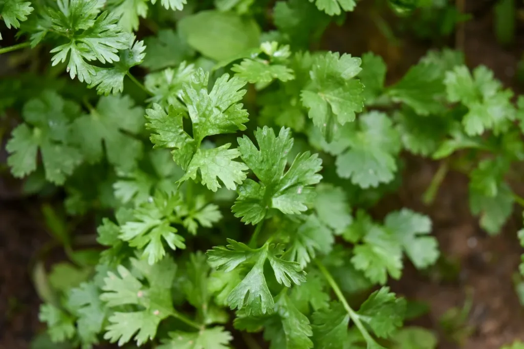 Coriander Leaves (ধনিয়া পাতা) ±10 gm (100 gm)