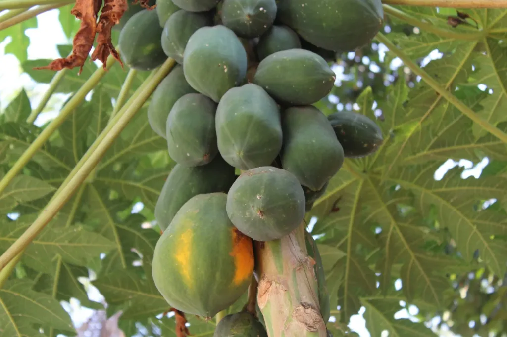 Green Papaya (কাঁচা পেঁপে) ±70 gm (1 kg)