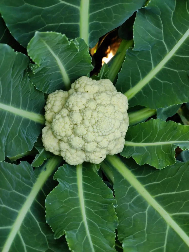 Cauliflower (ফুলকপি)