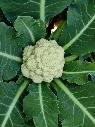 Cauliflower (ফুলকপি)
