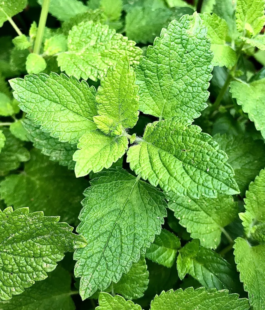 Fresh Mint Leaves (পুদিনা পাতা) ±10 gm (100 gm)
